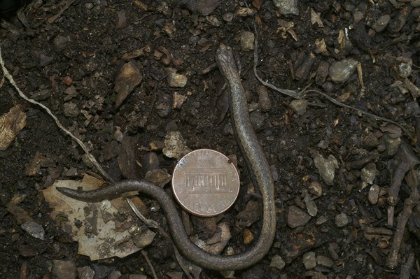Quels sont les avantages d'un plan de travail en quartz par rapport à un en marbre?